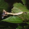 Madagascan Marbled Praying Mantis Photo