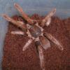 Cameroon Rusty-Red Baboon Tarantula Photo