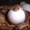 Egg Eating Snake Photo