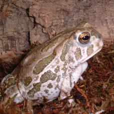 Great Plains Toad