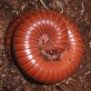 Chocolate Millipedes Photo