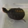 African Helmeted Turtle Photo