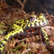 Fire Bellied Toad