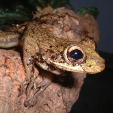Cuban Tree Frog