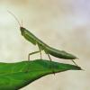 New Zealand Praying Mantis Photo