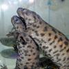 Sharp Ribbed Newt Photo