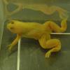 African Clawed Frog Photo