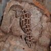 Viper Gecko Photo