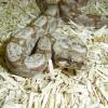 Hog Island Boa Photo