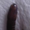 Cameroon Blue Caecilian Photo
