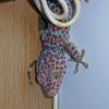 Tokay Gecko Photo