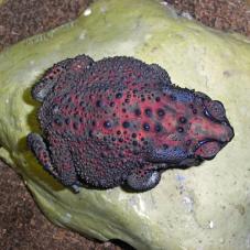 Black Spined Toad