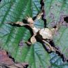 Macleays Spectre Stick Insect Photo