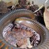 Long Legged Millipede Photo