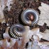 Tri Colour Millipede Photo