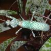 Devils Flower Praying Mantis Photo
