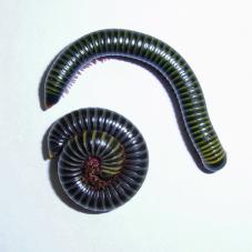 Barbados Neon Millipede