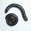 Barbados Neon Millipede Photo