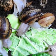 Edible Snails