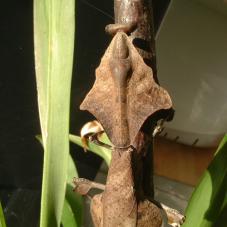 Dead Leaf Praying Mantis