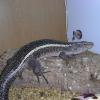 Giant Plated Lizard Photo