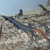 Common Flat Rock Lizard Photo