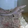 Jayakars Oman Lizard Photo