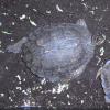 South American Wood Turtle Photo