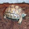 Giant African Spur Thigh Tortoise Photo