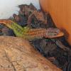 Emperor Flat Rock Lizard Photo