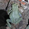 Tree Toad Photo