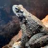 Giant Asian Toad Photo