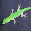 Parkers Day Gecko Photo