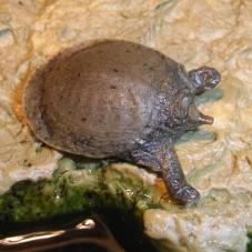 Chinese Soft Shell Turtle