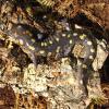 Spotted Salamander Photo