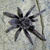 Blue Metallic Femur Beauty Photo