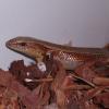 Asian Sun Skink Photo