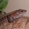 Whip Tailed Lizard Photo