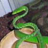 Green Vine Snake Photo
