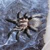 Chilean Tiger Rump Tarantula Photo