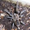 Goledn Chile Tarantula Photo