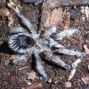 Chilean Gold Burst Tarantula Photo