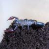 Atacama Red Pygmy Scorpion Photo