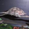 Mount Kilimanjaro Two Horned Chameleon Photo