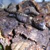 Crocodile Skink Photo