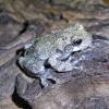 Grey Tree Frog Photo