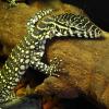 Nile Monitor Photo