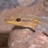 Dwarf Yellow Head Gecko Photo