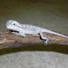 Rankins Dragon Photo