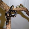 Florida Kingsnake Photo